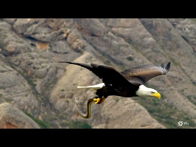 Eagle Snatches HUGE Snake Mid-Flight! 🦅🐍16:9-1010 #BaldEagles #Hunt #Snakes #Feast