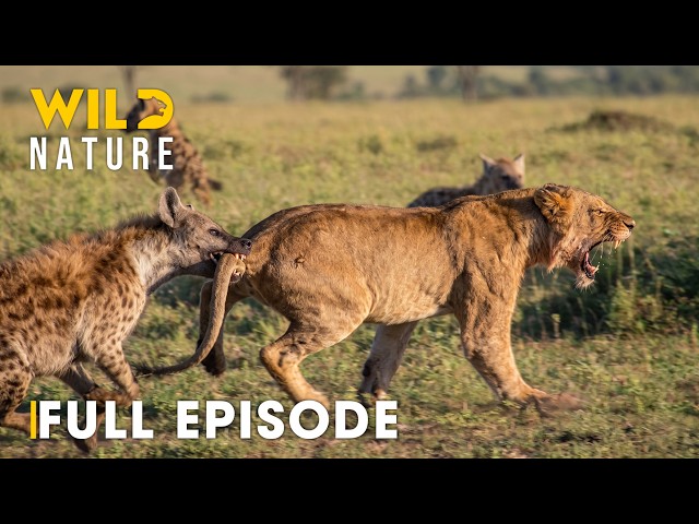 Hostile Planet (FULL EPISODE) | Battle for Survival in Predator Territory | Animal documentary