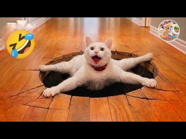 Try Not To Laugh 😂  Dramatic kitten #cat #usa #usavideo #funny #foryou 