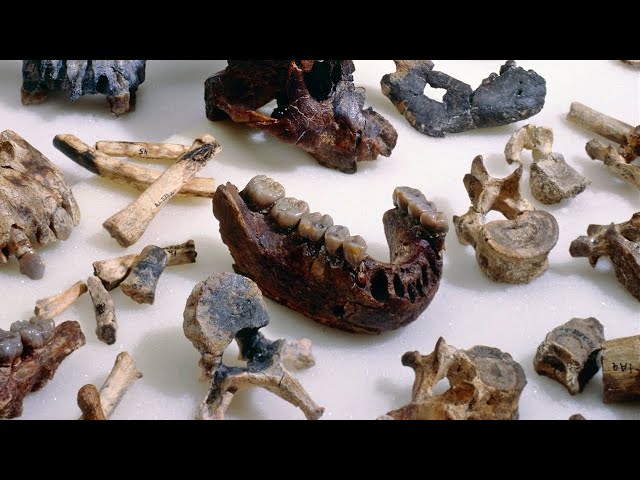 Lucy the 3.2 Million Year Old Mother of Man | BBC Earth