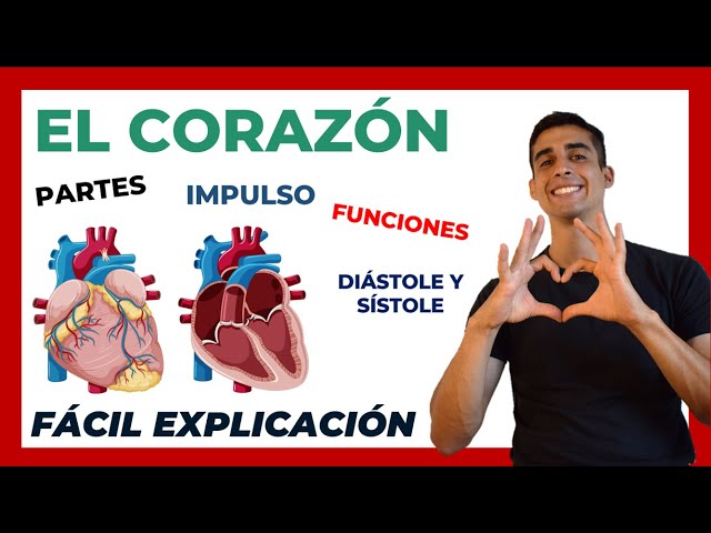 ❤ The Heart: Parts and Functions | Easy Explanation | Anatomy and Physiology