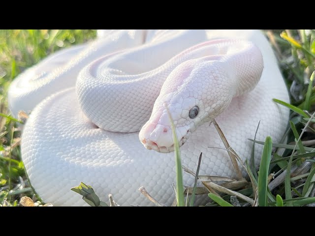 WE SHIPPED OUT OUR FIRST BALL PYTHON EVER