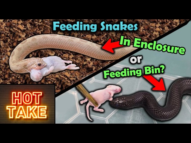 Our HOT TAKE on Feeding Snakes in Their Enclosure