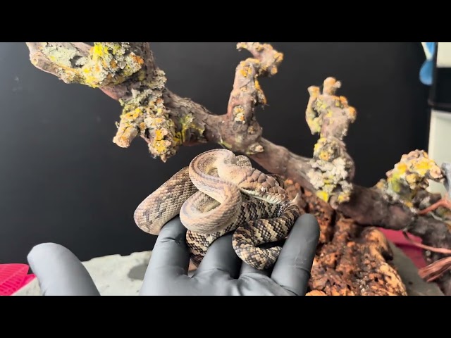 Merauke Scrub Python 