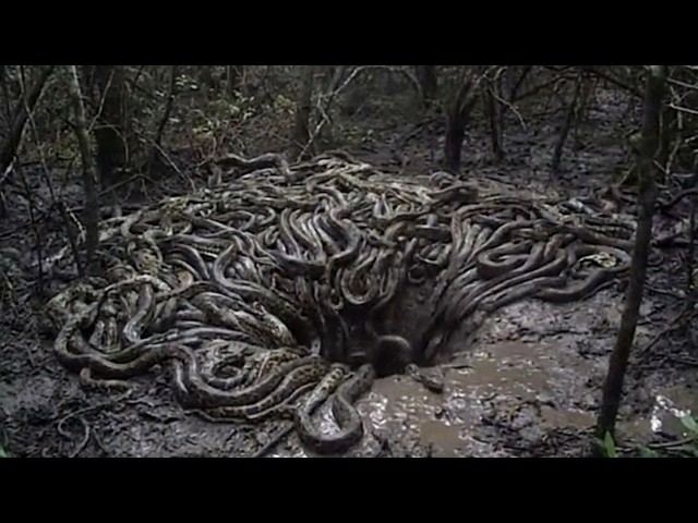 Something Has Started Swallowing Pythons in One Bite in Florida