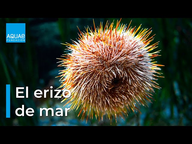 ERIZOS de MAR: cuando el ESQUELETO pesa más que el cuerpo