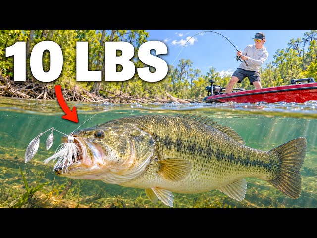 Fishing For A 10LB Bass In A WILD River!