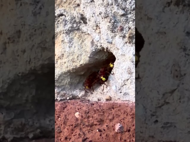 El avispón oriental en Córdoba: tipos de nidos, de persianas a murallas. IAS-CSIC junio-agosto 2026