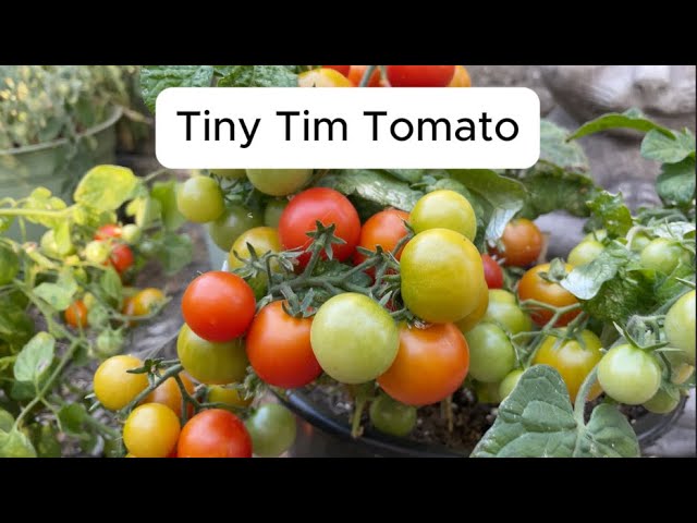 Tiny Tim Tomato Review