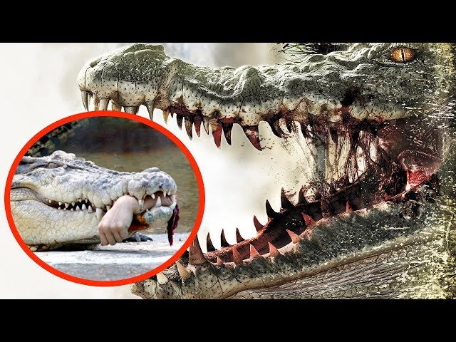 THE MOST DANGEROUS ANIMALS In The World