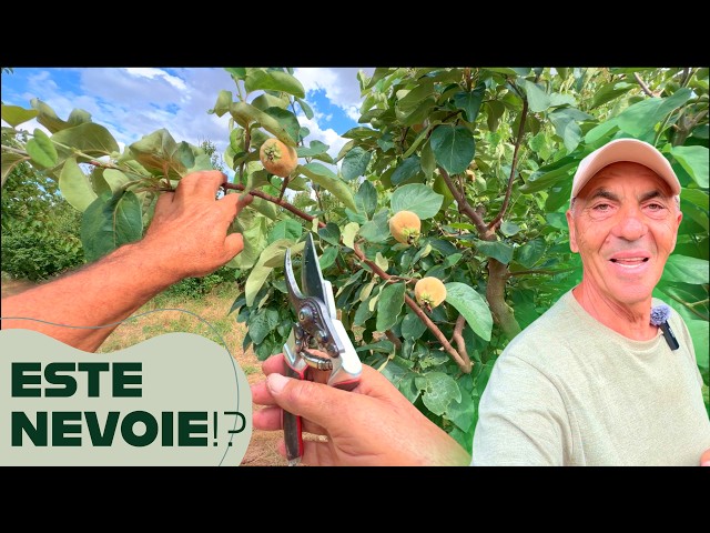 Green pruning of quince ✂️ 🌳 When is it done and what happens if you DON'T do it?⚠️