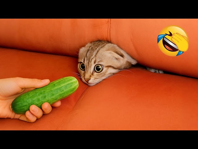 Hilarische Tiere 2025 😂 Neue lustige Katzen- und Hundevideos 😅