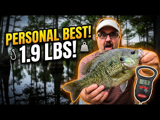 Caught My Personal Best Shellcracker (1 lb 9 oz!) + Homestead Emergency