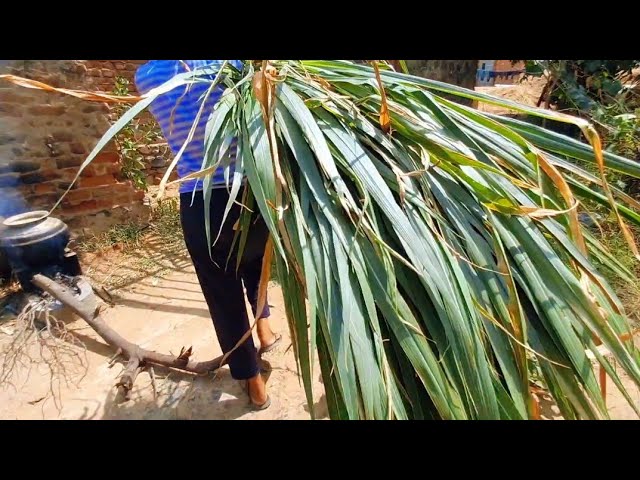 Village life |Desi life | Farming at home 😃🌾|  plantation super napier grass with me @letsrecord1 