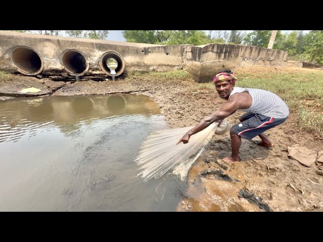 Net Fishing Video - Very Amazing Skill Cast Net Fishing In River - Best Net Fishing 