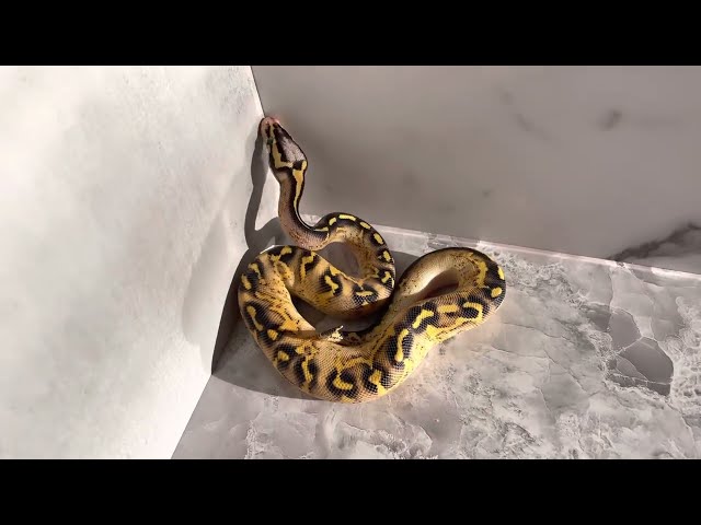 Pastel freeway ball python male H10