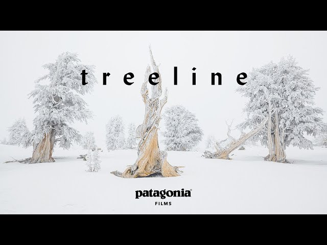 Treeline Trailer