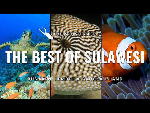 Top 5 Dive Sites of North Sulawesi: Bunaken, Lembeh & Bangka Island in 4K #scubadiving #indonesia