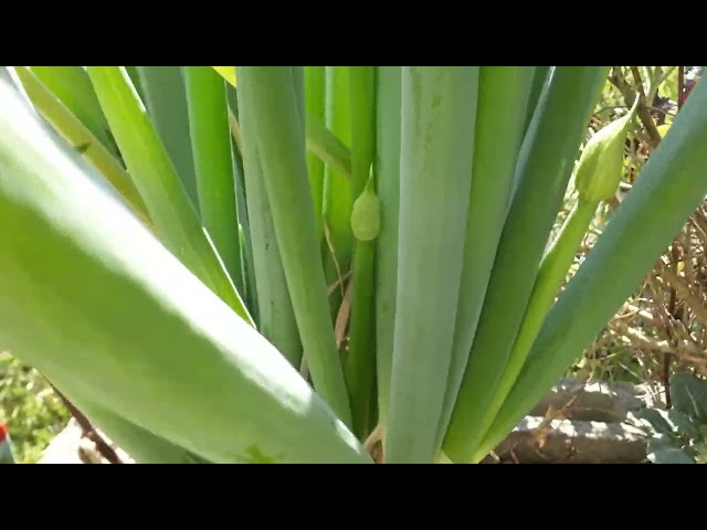 Floração da Cebolinha (Flowering of the Welsh Onion) V1 Amateur Farm Ep 79