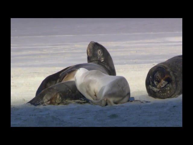 STATUS WILDLIFE