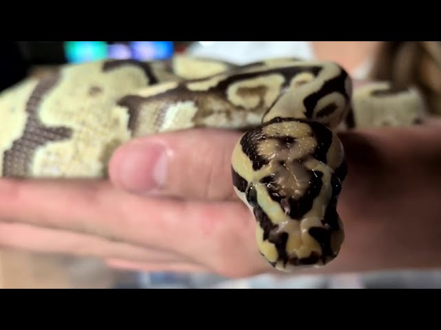 Before you adopt a snake - watch this!