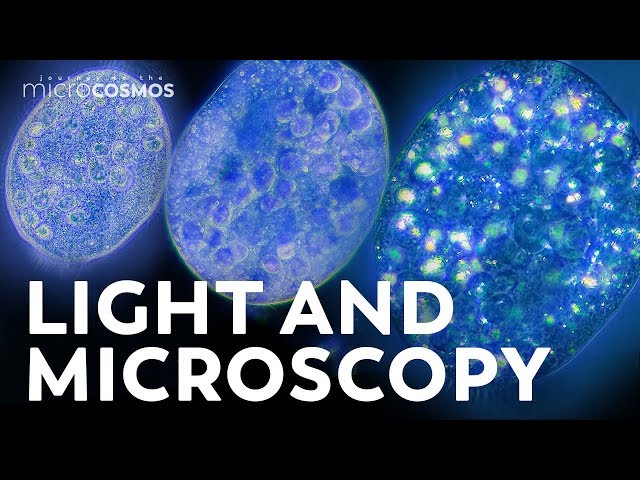 Microbes Don’t Actually Look Like Anything