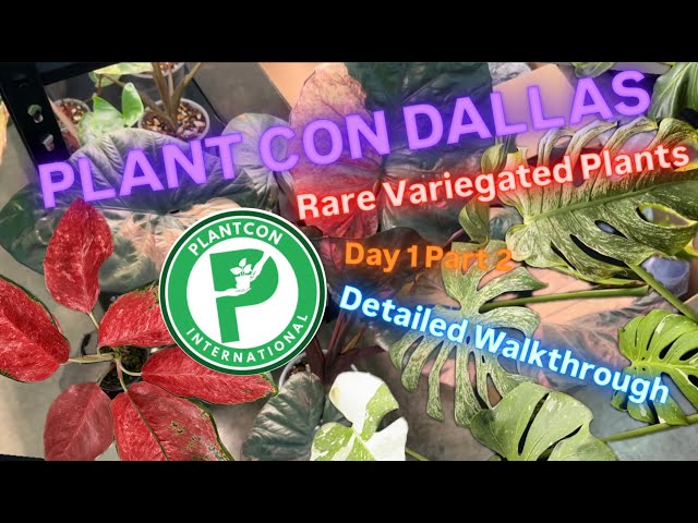 Plant Con Dallas 2025 Detailed Walkthrough Day 1 Part 2 Rare and Variegated Plants