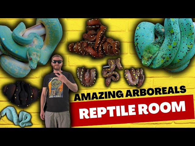 Visiting the MOST EPIC Reptile Room Collection Including Venomous! - Designer green tree pythons!