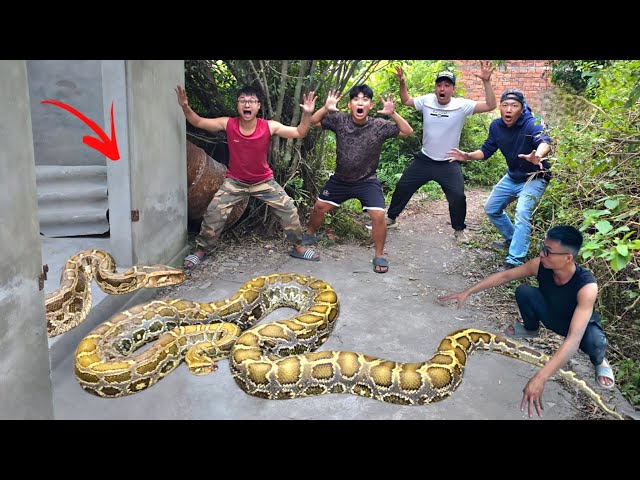 Brave Expert Rescues Young Man From Giant Golden Python