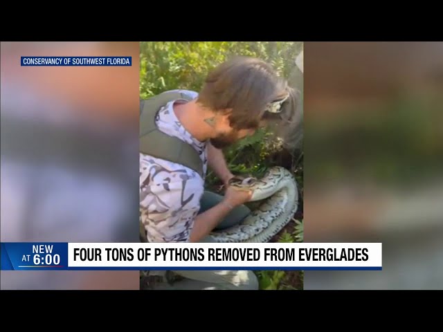 Conservationists celebrate 4-ton invasive python haul