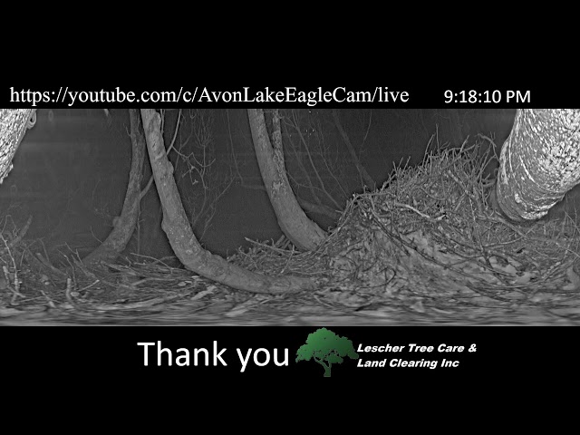 Avon Lake Eagle Cam 1 - 360 Degree