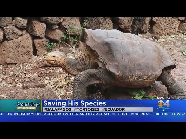 Trending: Playboy Turtle