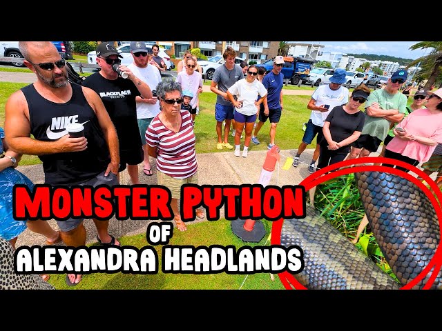 [FULL STORY] The Giant Snake Situation Is Getting Out Of Hand...