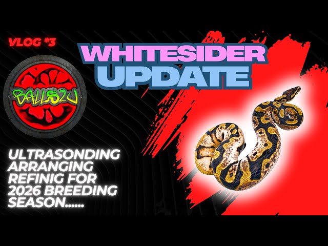 YOU WILL NOT BELIEVE THESE BABY SNAKES | WHITESIDER UPDATE | BREEDING 2026 SEASON