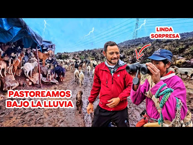 MUJER GUERRERA Y VALIENTE pastoréa sus CABRAS bajo la LLUVIA y el MAL CLIMA. Doña YOLANDA.