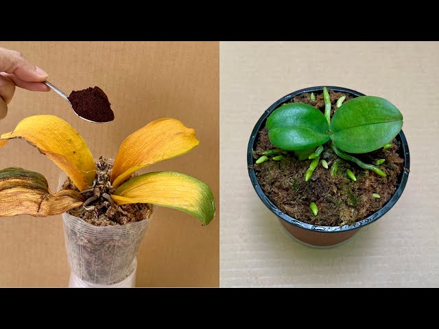 Just Coffee! Orchids revive instantly and bloom year-round.