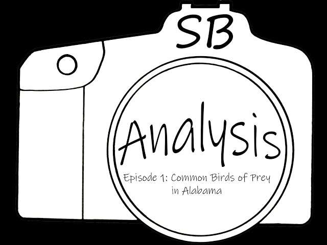 SB Analysis 1: Birds of Prey