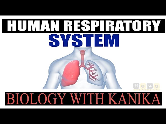 RESPIRATORY SYSTEM | HUMAN RESPIRATORY SYSTEM PART-I