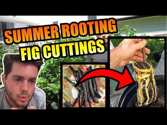 Summer Rooting Fig Cuttings: My Advice