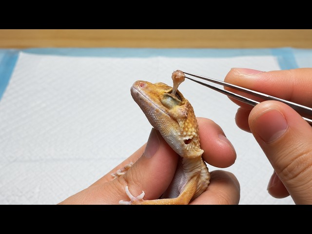 Veterinarian Removes Stuck Shed, Eye Vitamin Plugs & a Cyst | Animal Rescue Gecko