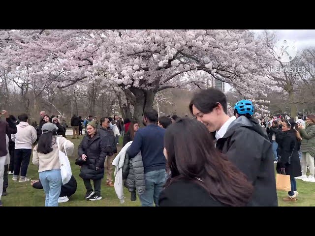 Cherry Blossom 🌸🌸, Toronto