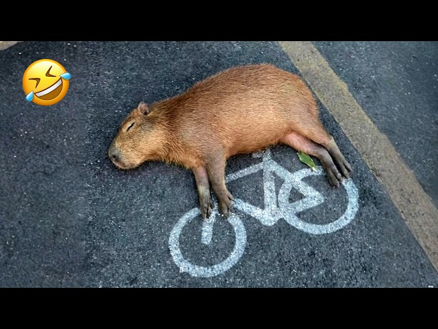 Funniest Capybara Videos Ever