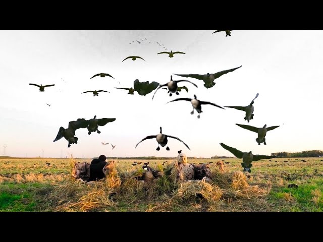 5 BIRDS 3 SHOTS! 2 DAYS MANITOBA FREELANCE GOOSE HUNTING!