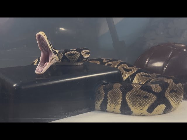SUSHI | Pastel Enchi Het Clown Royal / Ball Python | #feeding 💛🎬 (26.01.26)