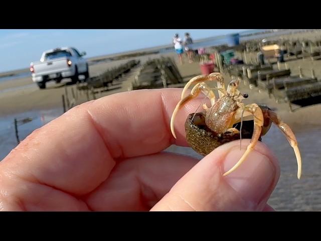 Cape Cod Shore Birds ~ Salve For The Soul ~ Stormy New England Forecast Followed By Feel Good Video