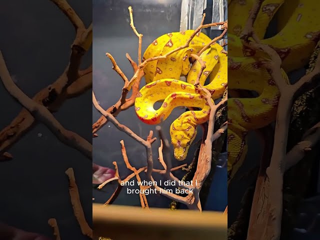 I Was Wrong About This Green Tree Python
