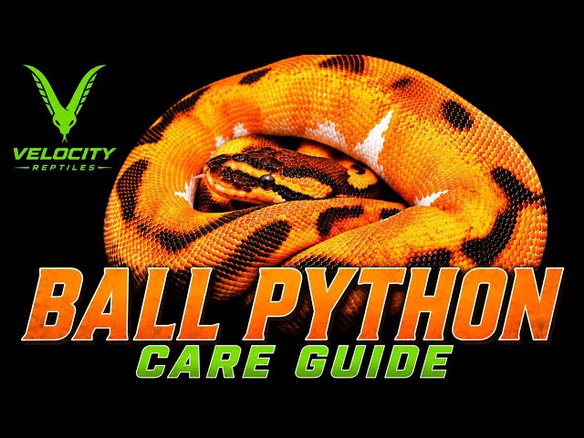 How to properly care for a ball python