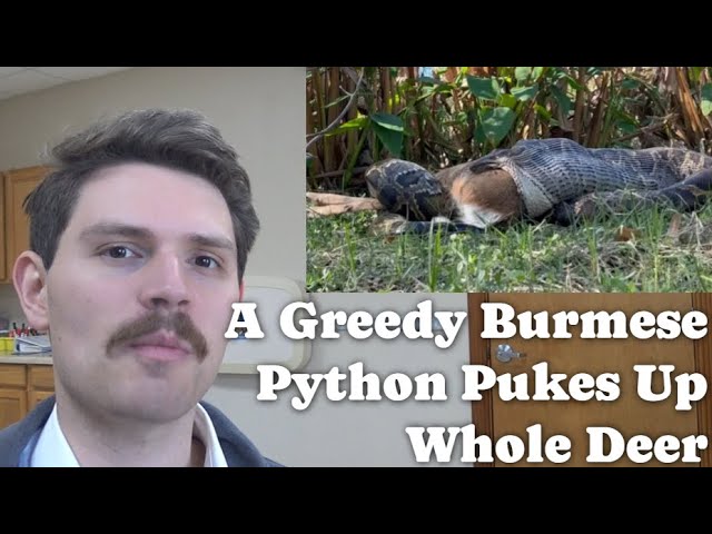 A Greedy Burmese Python Pukes Up Whole Deer