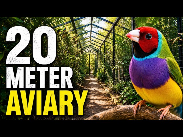 Inside my 20 Meter Aviary! Rare Birds, Tiny Chicks & Busy Nests! New Breeding Update 