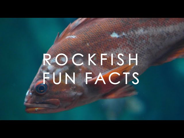 Why Rockfish are so cool and unique | with Dr. Milton Love